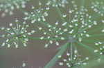 Water hemlock